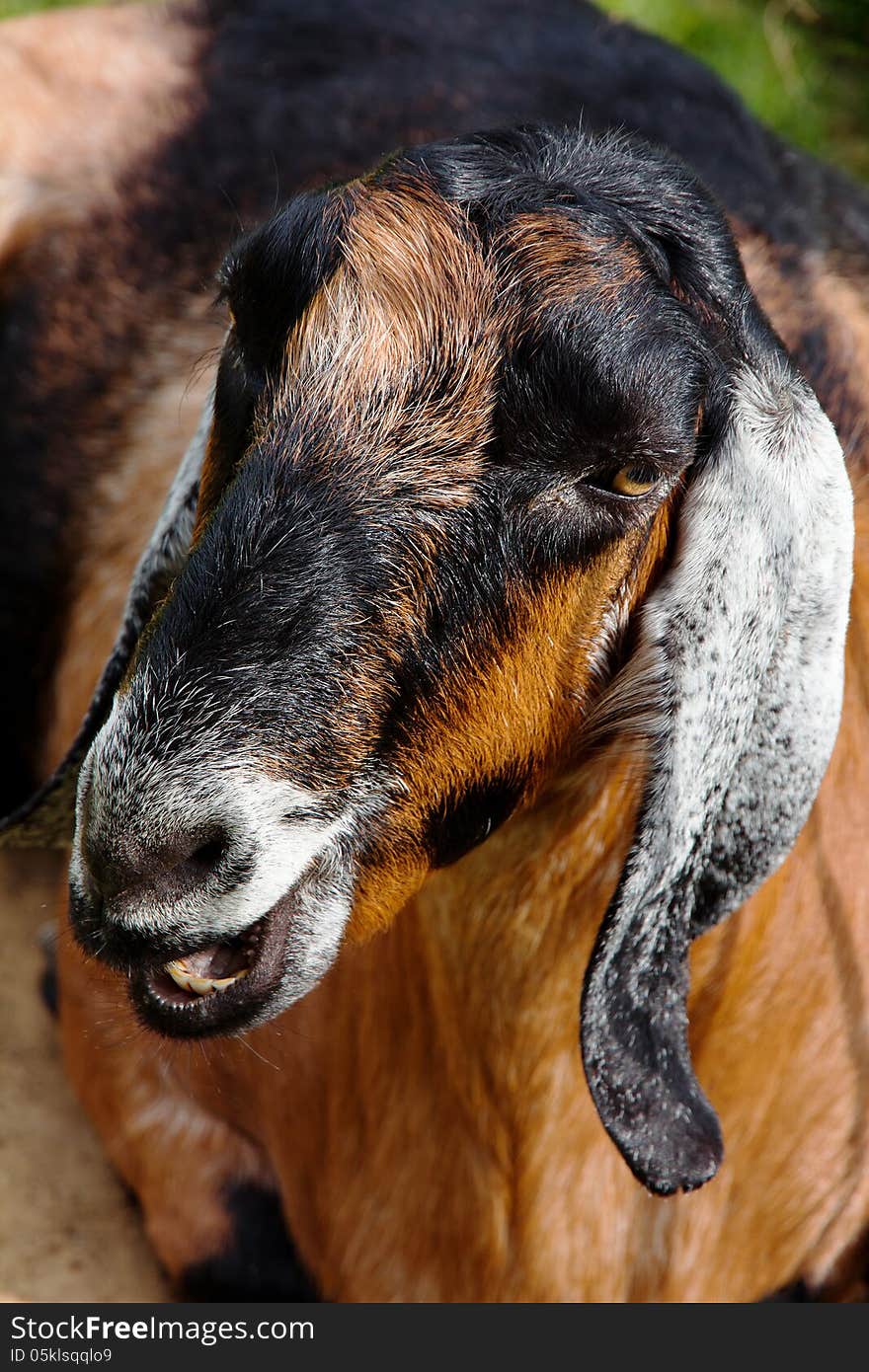 Portrait of a goat in the farm