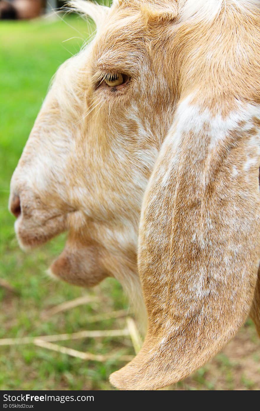 Close up image of goat face