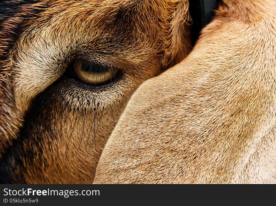 Close up image of goat face