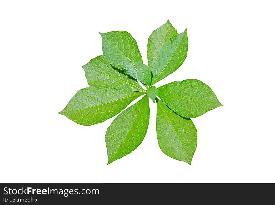 Mandrake leaves isolated on white