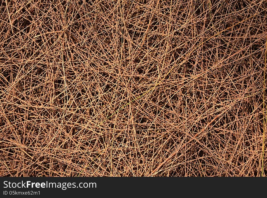 Pine dry background,The details of nature