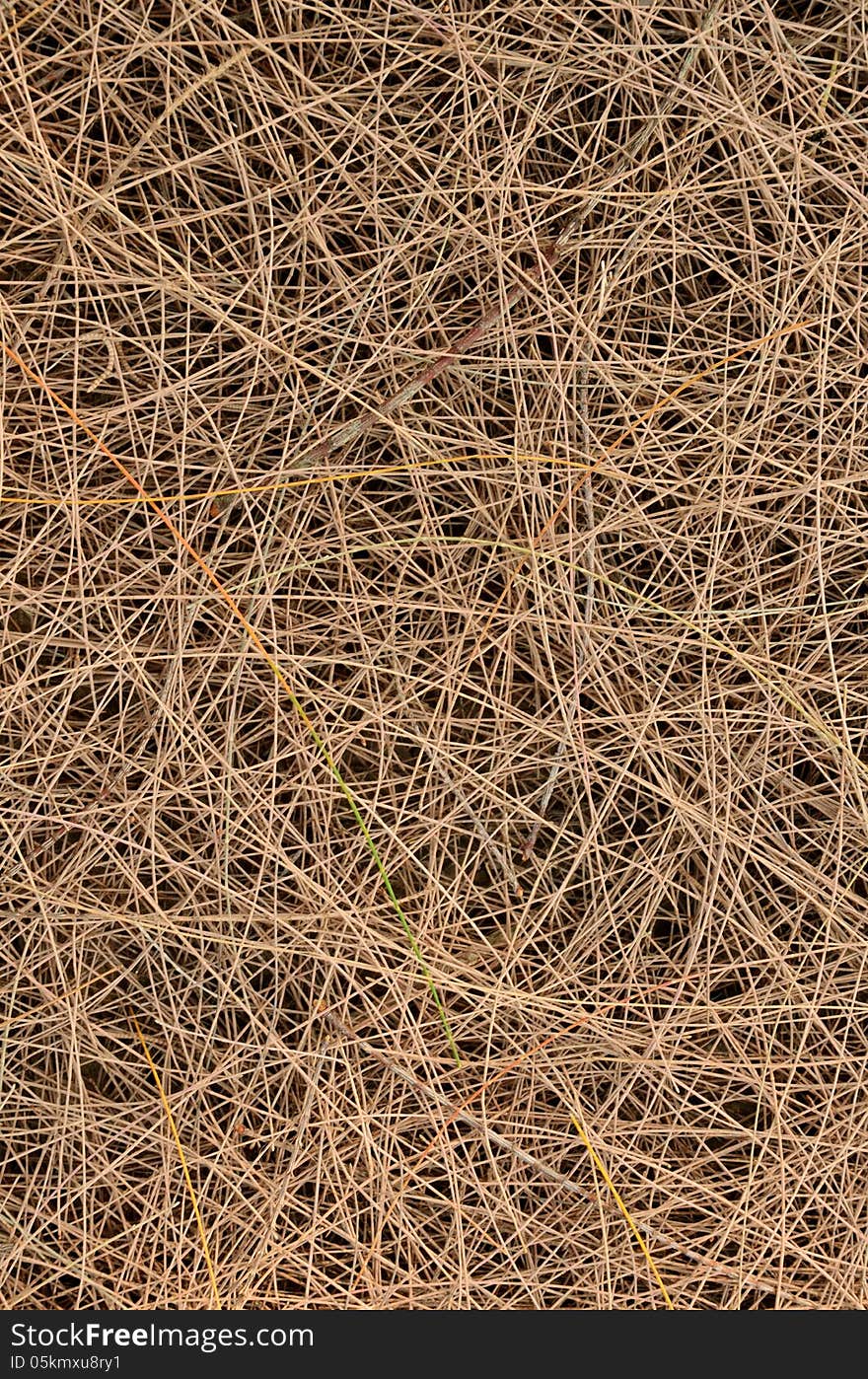 Pine dry background,The details of nature