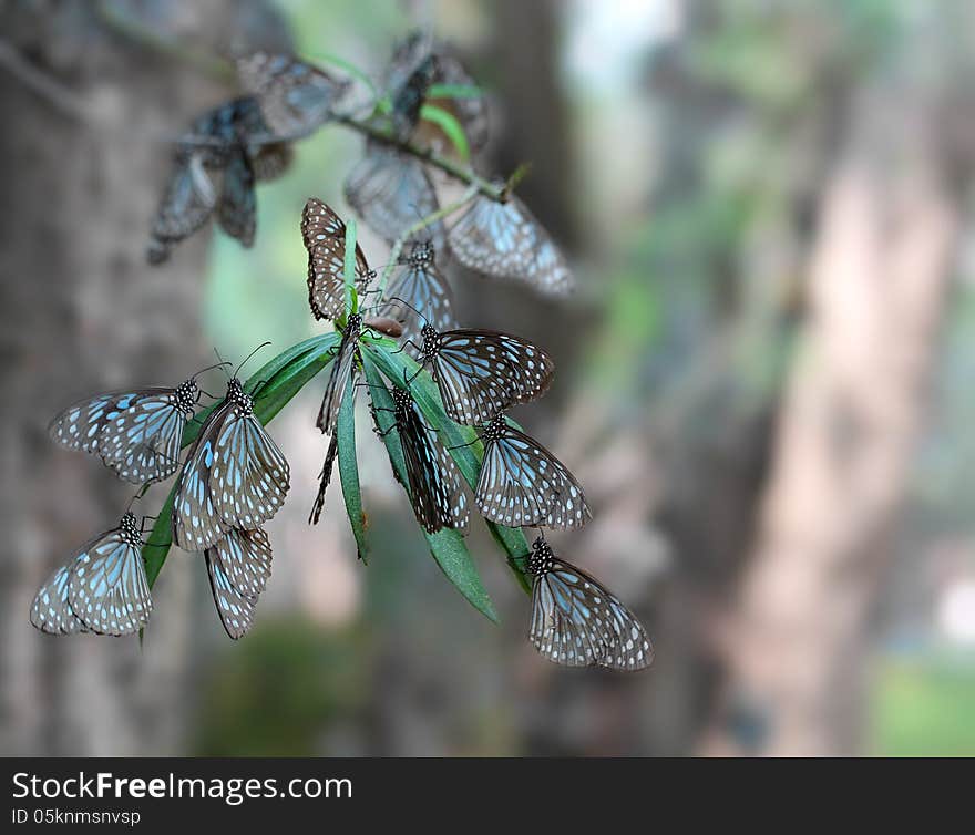 Common Indian Crow Migratory Butterflies Resting On A Branch