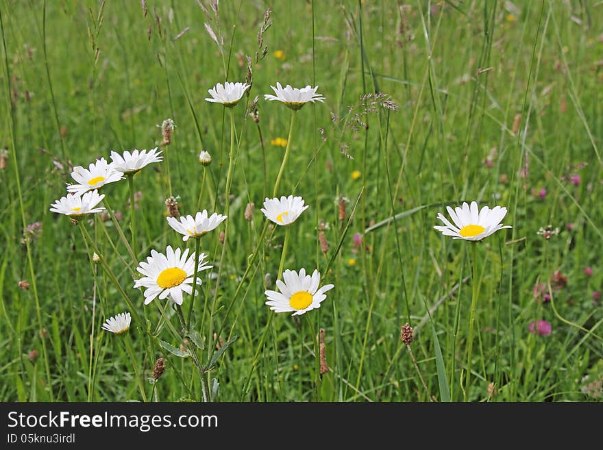 White daisies in a meadow of green grass