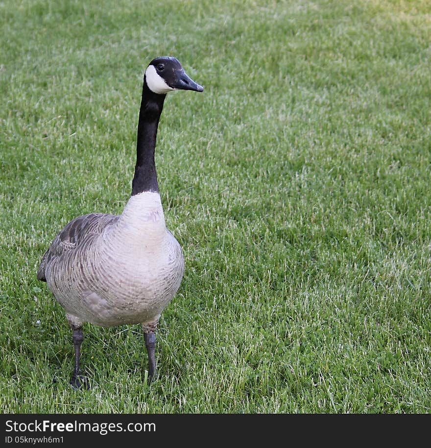 A goose, intensely, focused on its surroundings. A goose, intensely, focused on its surroundings.