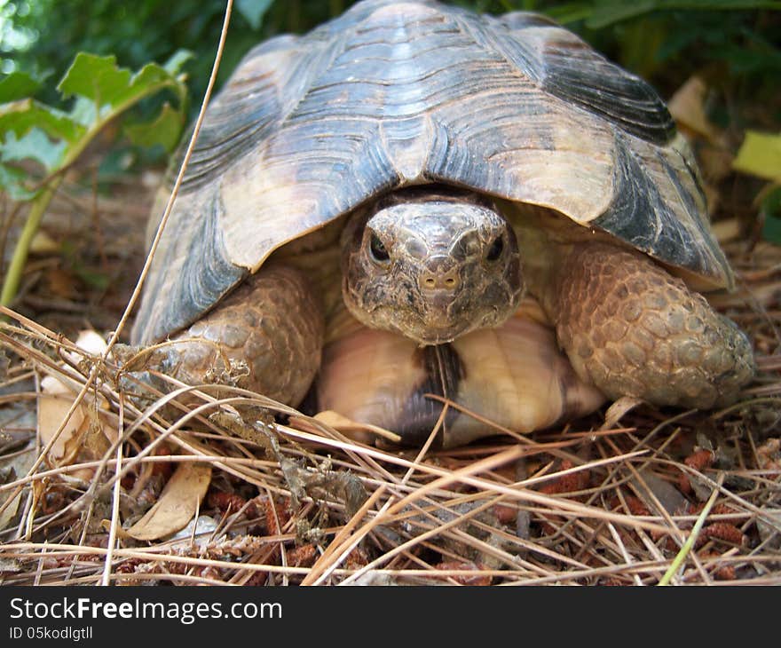 Greek turtle in the park at sidagma