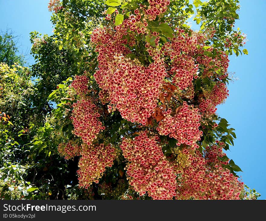 Pink flower tree and suny blue sky