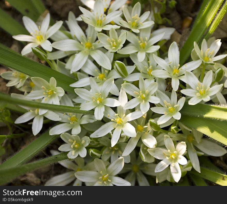 Beautiful spring flowers in forest