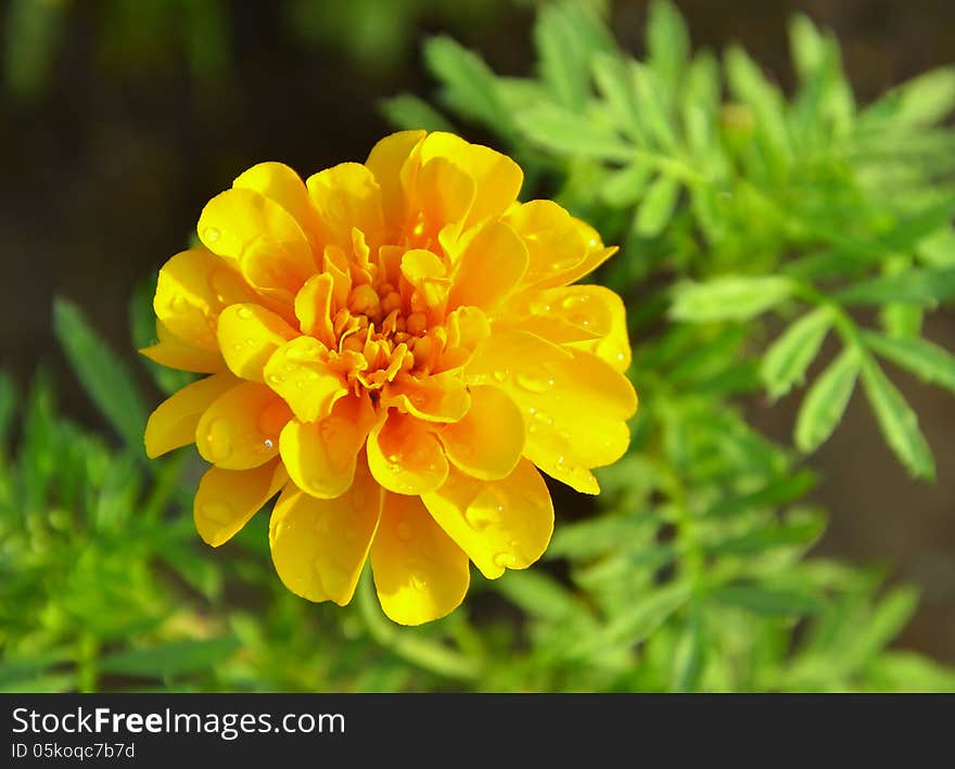 The marigold blooms after raining