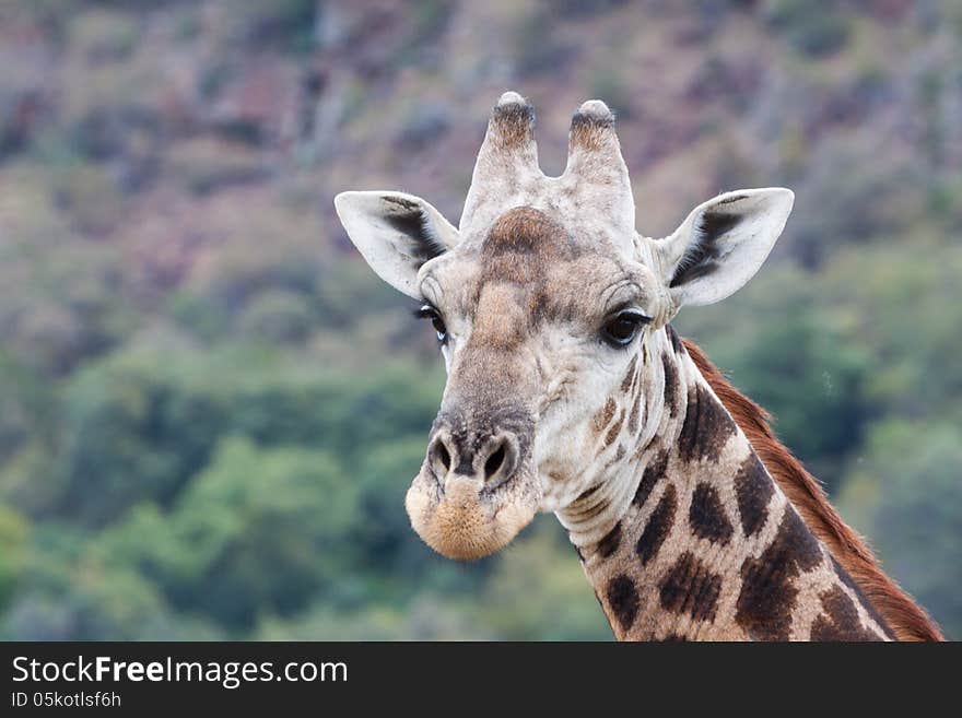 Giraffe Portrait, Kruger NP South Africa