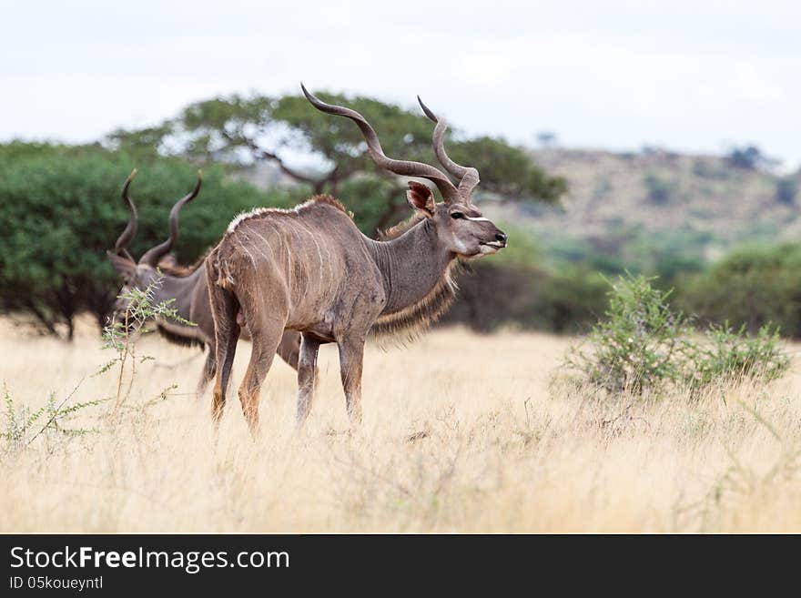 Kudus in Mokala NP South Africa