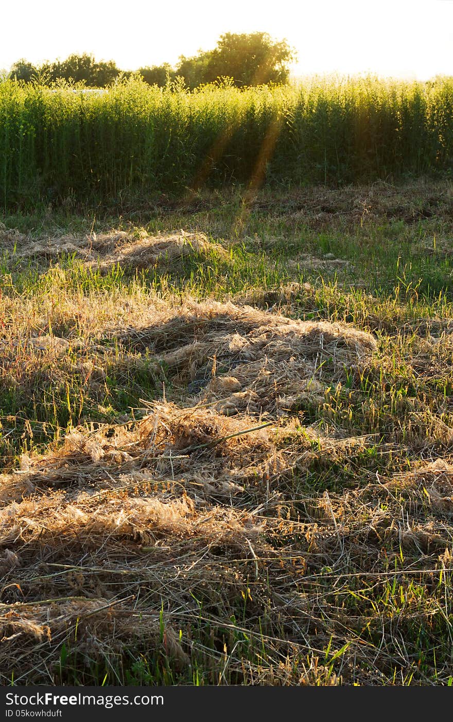 Dry grass cuttings