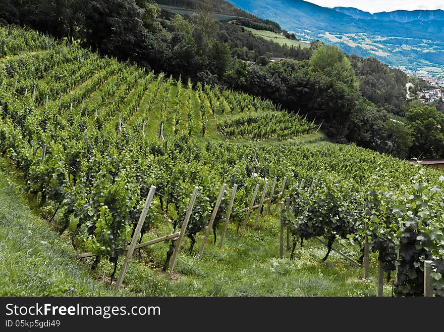 Vineyards near the Abbey of Neustift. Vineyards near the Abbey of Neustift