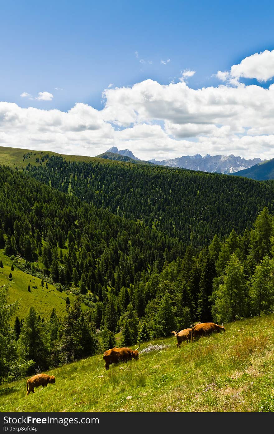 Campiler Mountain, South Tyrol