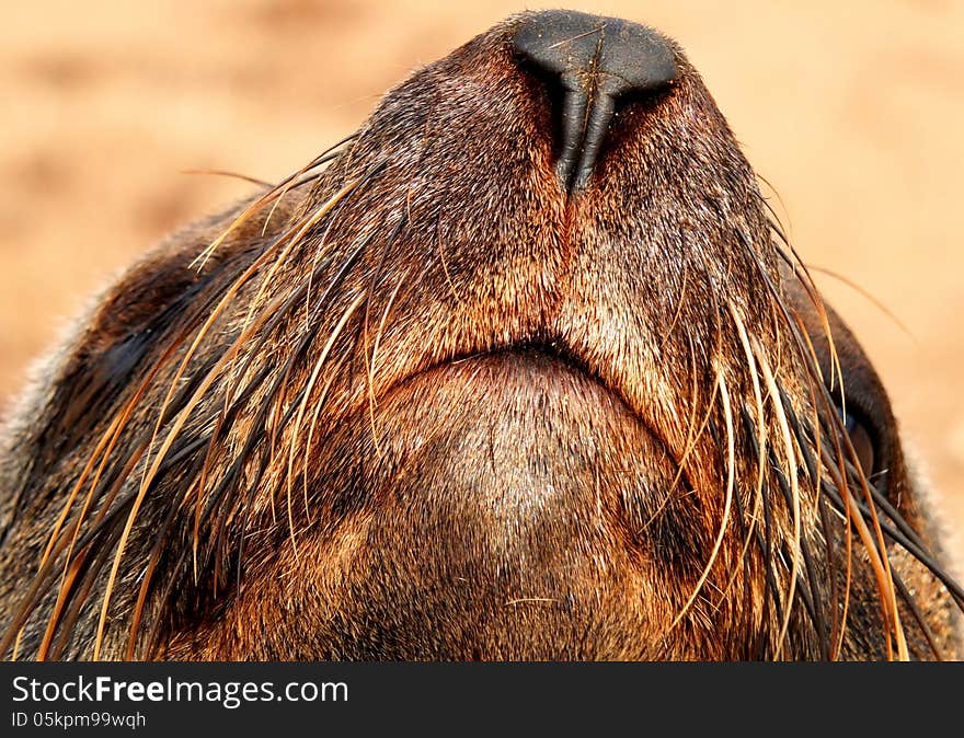 Cape Fur Seal