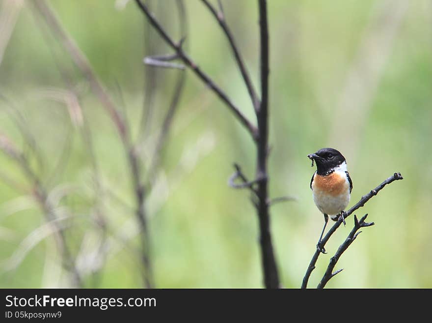 Stonechat on twig