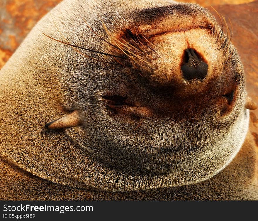 Cape Fur Seal