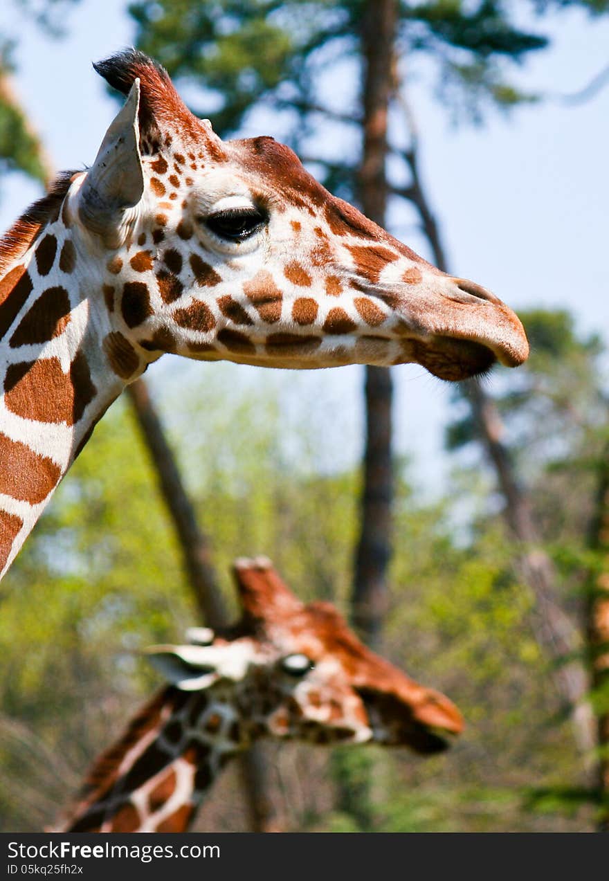 Giraffes in the forest in sunshine