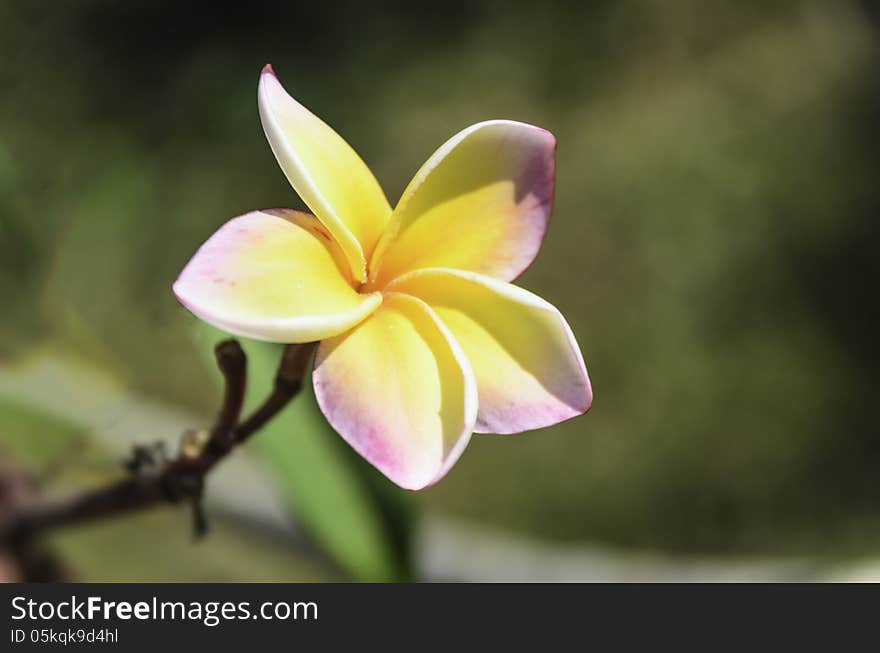 Frangipani