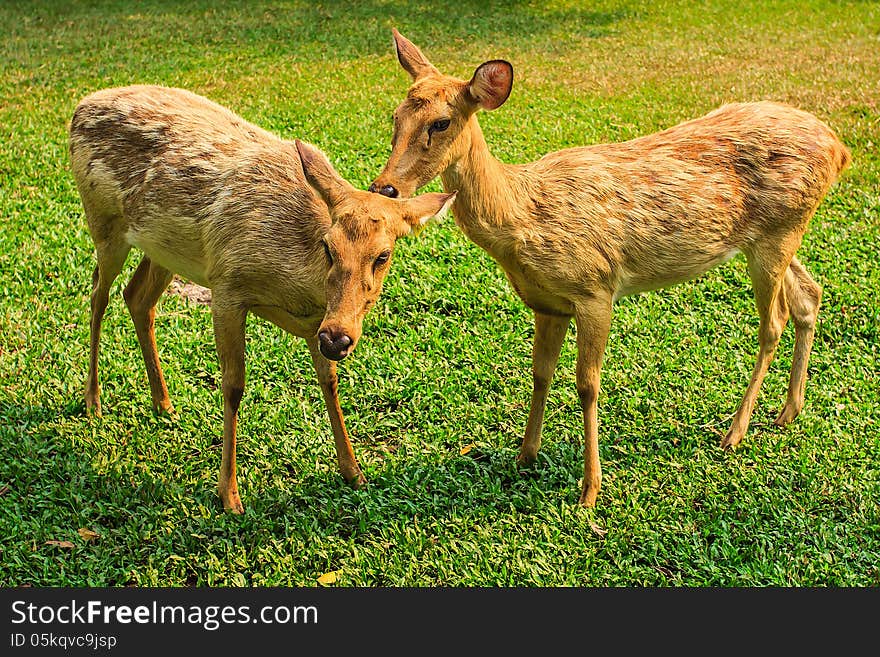 Deers In Open Zoo