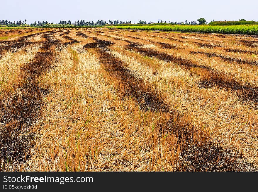 After harvest season, East of Thailand. After harvest season, East of Thailand