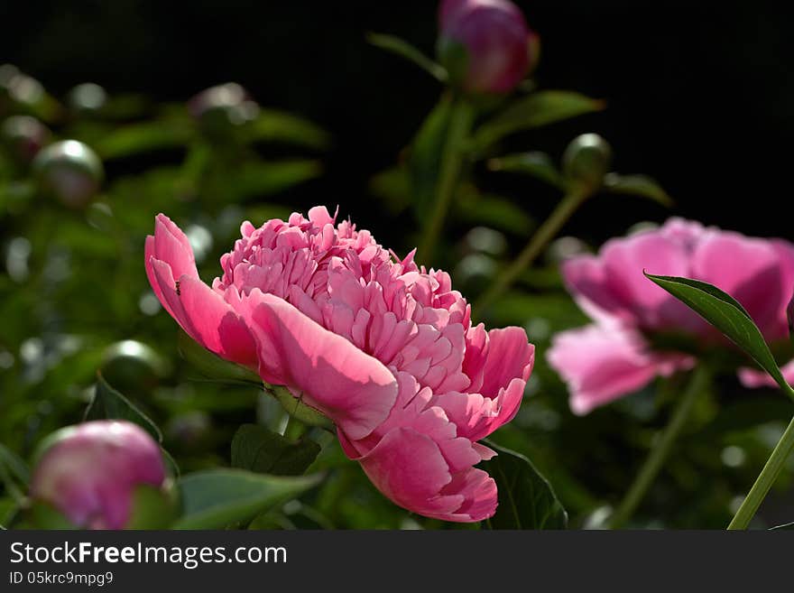 Peony Flowers