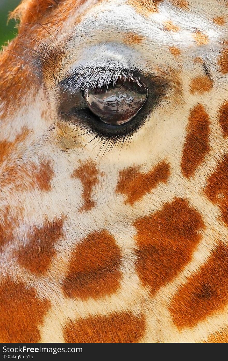 Giraffe eye. Close up.