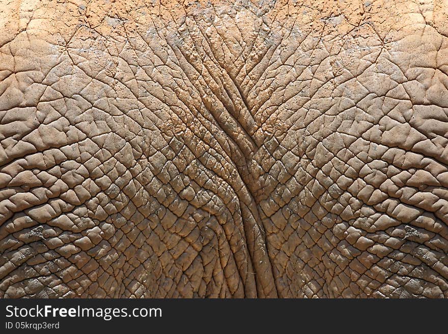 Texture of elephant skin use for background