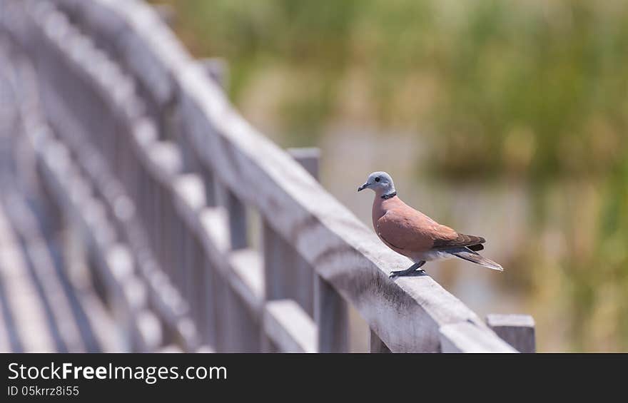 Swamp bird standing on the wooden rail path way