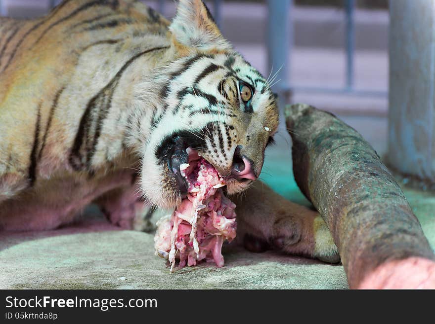 Wild bengal tiger captured behind bars in the zoo eating