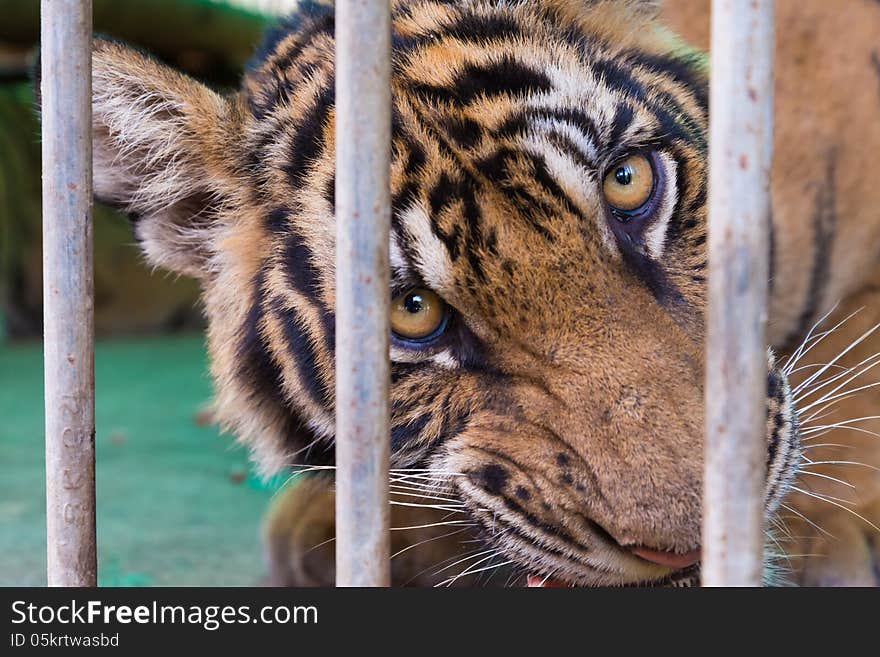 Wild bengal tiger captured behind bars in the zoo