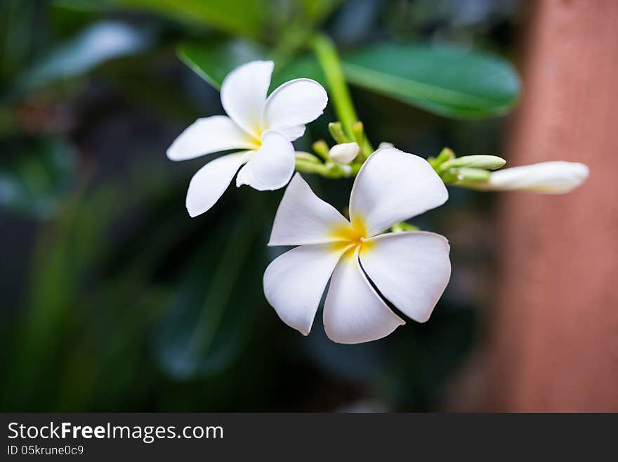 White flowers on dark blurred background,selective focus