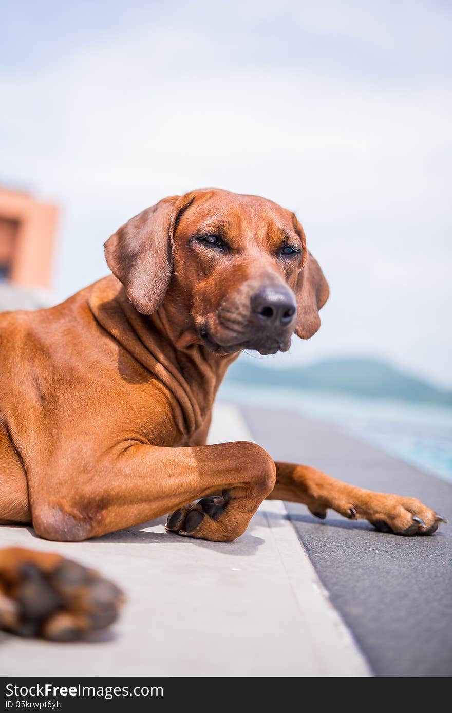 Thai Brown Dog Sitting Beside The Pool