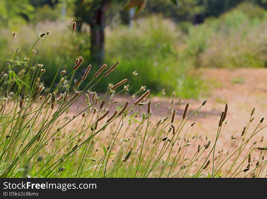 Blooming grass in a daylight, summer season.