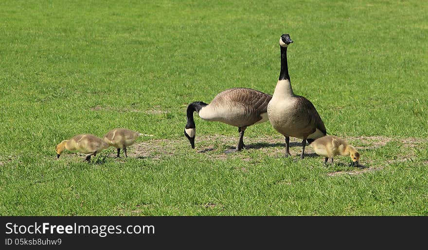 A family of Canadian geese grazing in a field. A family of Canadian geese grazing in a field.