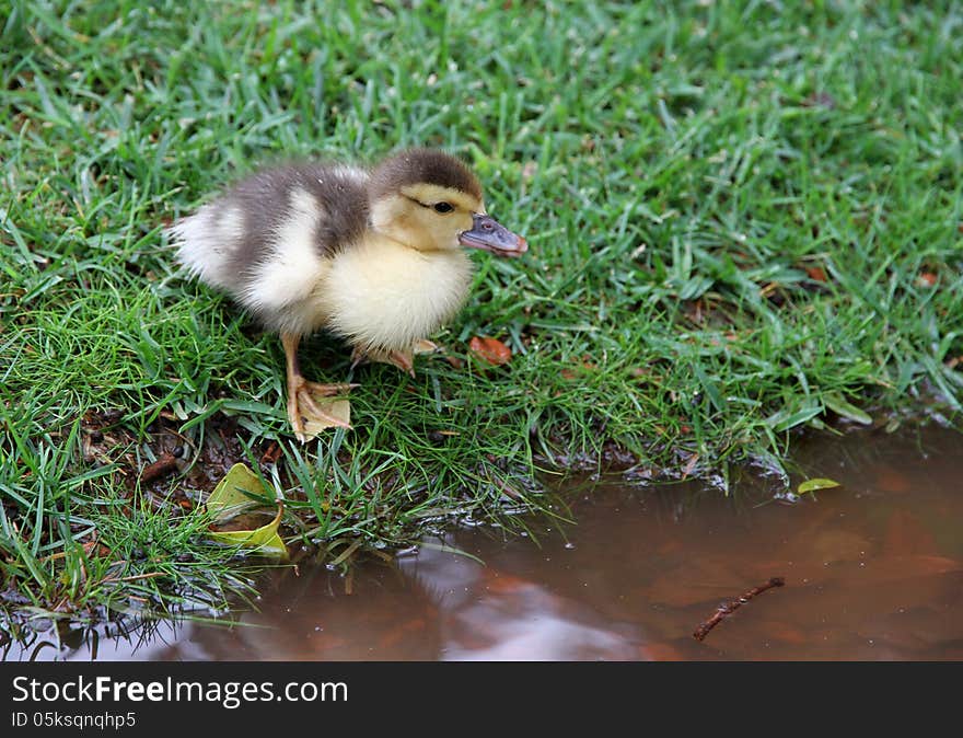 One Lovely Duckling On A Grassy Lawn