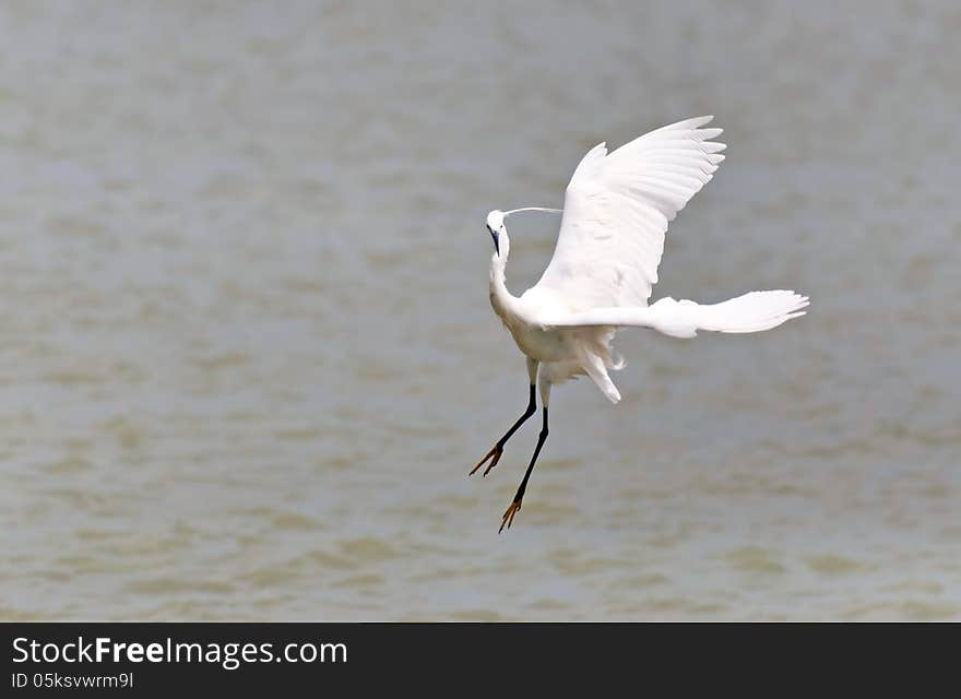 Little Egret Is Hunting