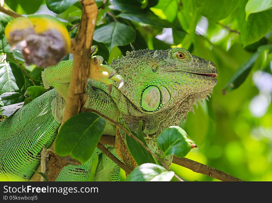 Green iguana disguises in green leafs of a tree