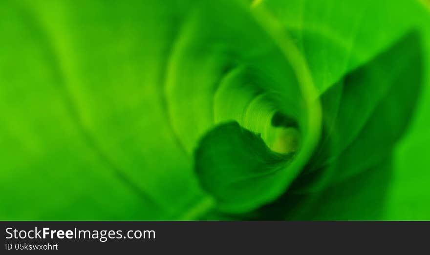 Close up of green wild banana leaf