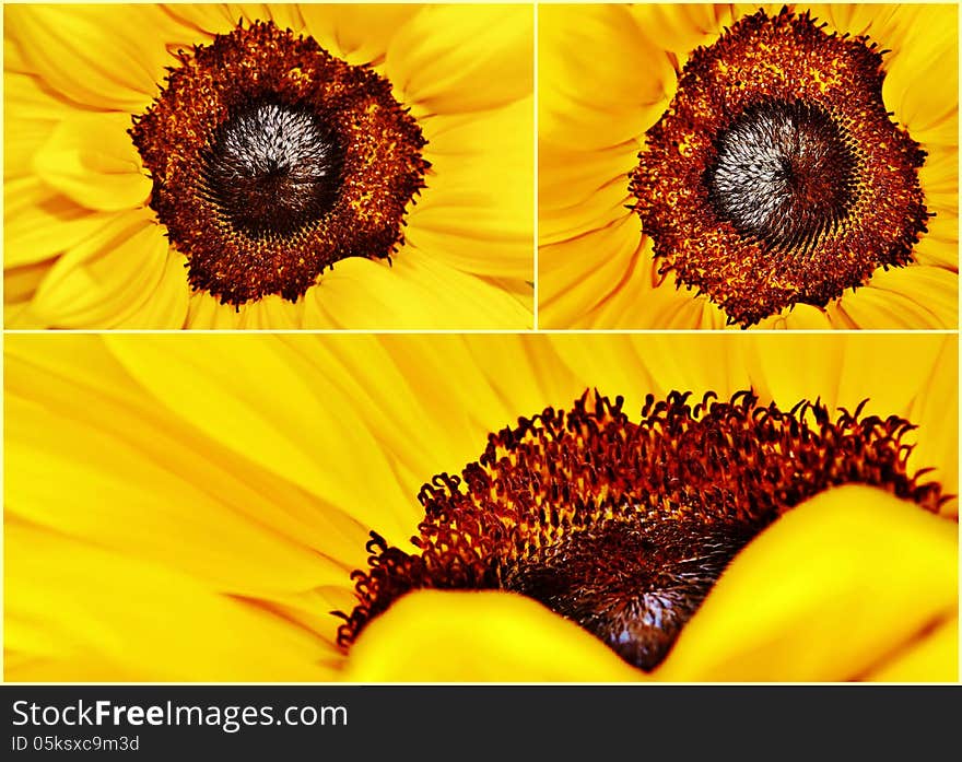 Sunflower...