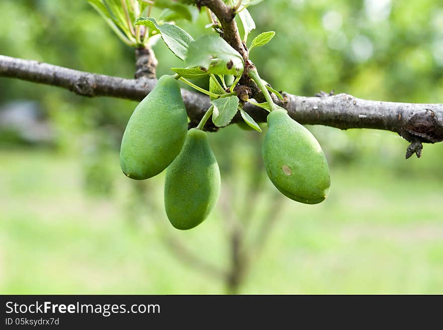 Three immature green plums, photographed in a fruit tree