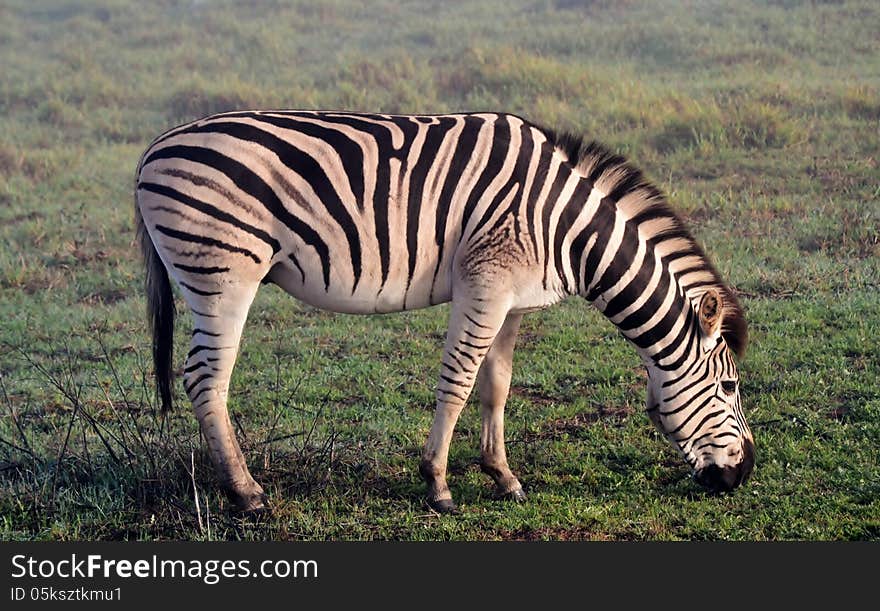 Close up of zebras on a misty morning. Close up of zebras on a misty morning