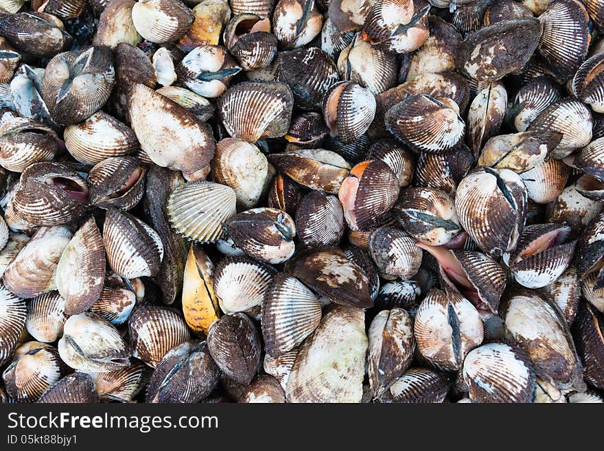 Group of live sea shell. Group of live sea shell