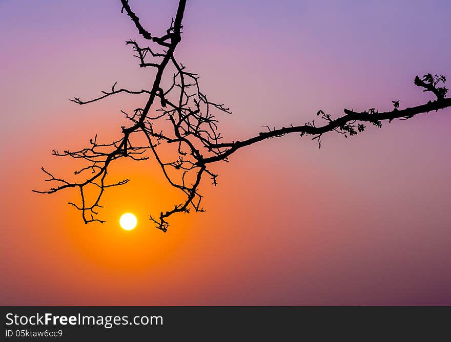 Tree trunk reach out to sunrise