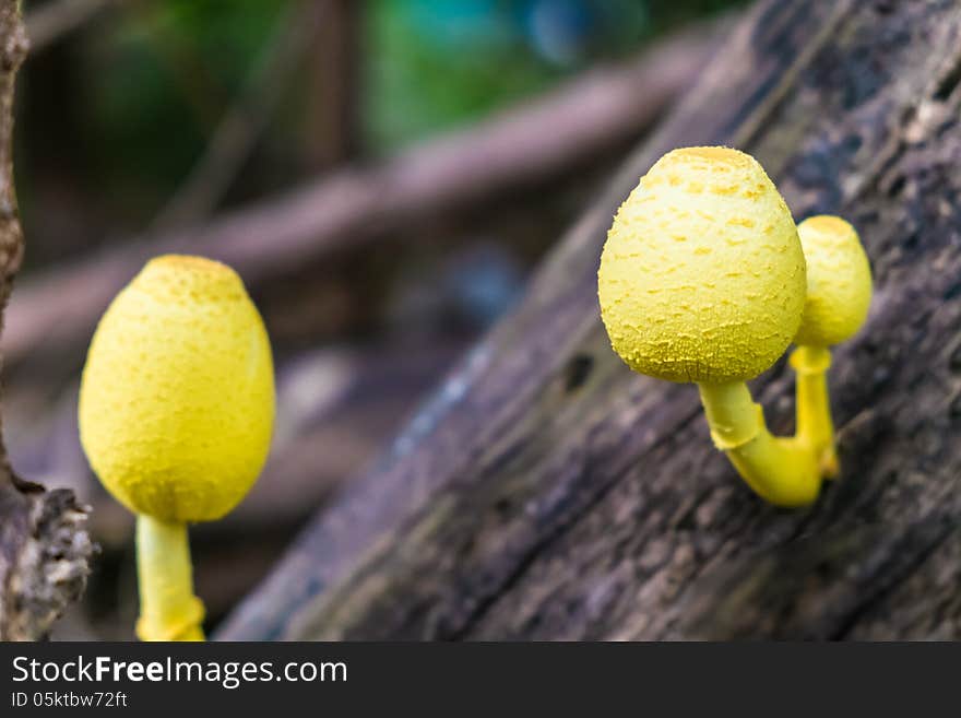 Yellow mushroom on log wood