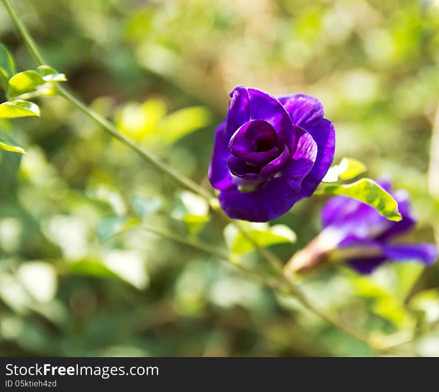 Butterfly Pea Flower