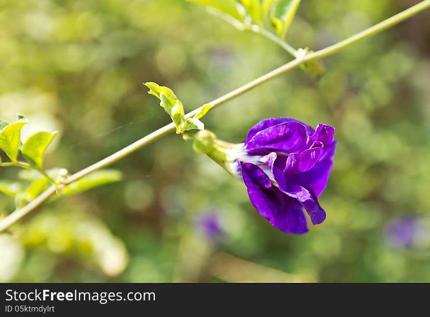 Butterfly pea flower medicinal herbs.