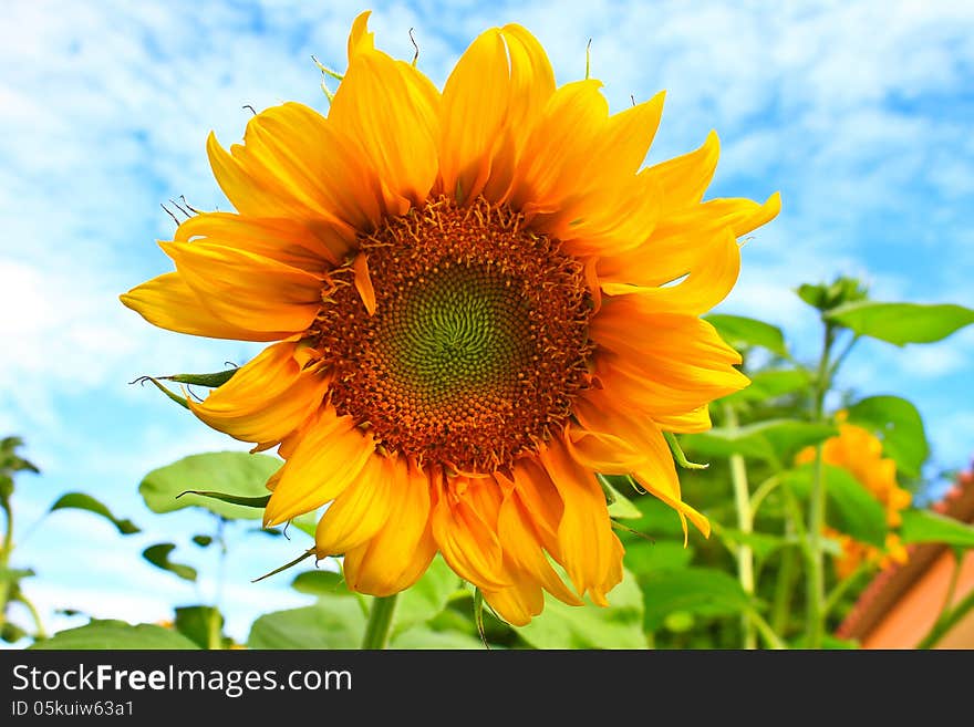 Sunflower on a background of blue sky