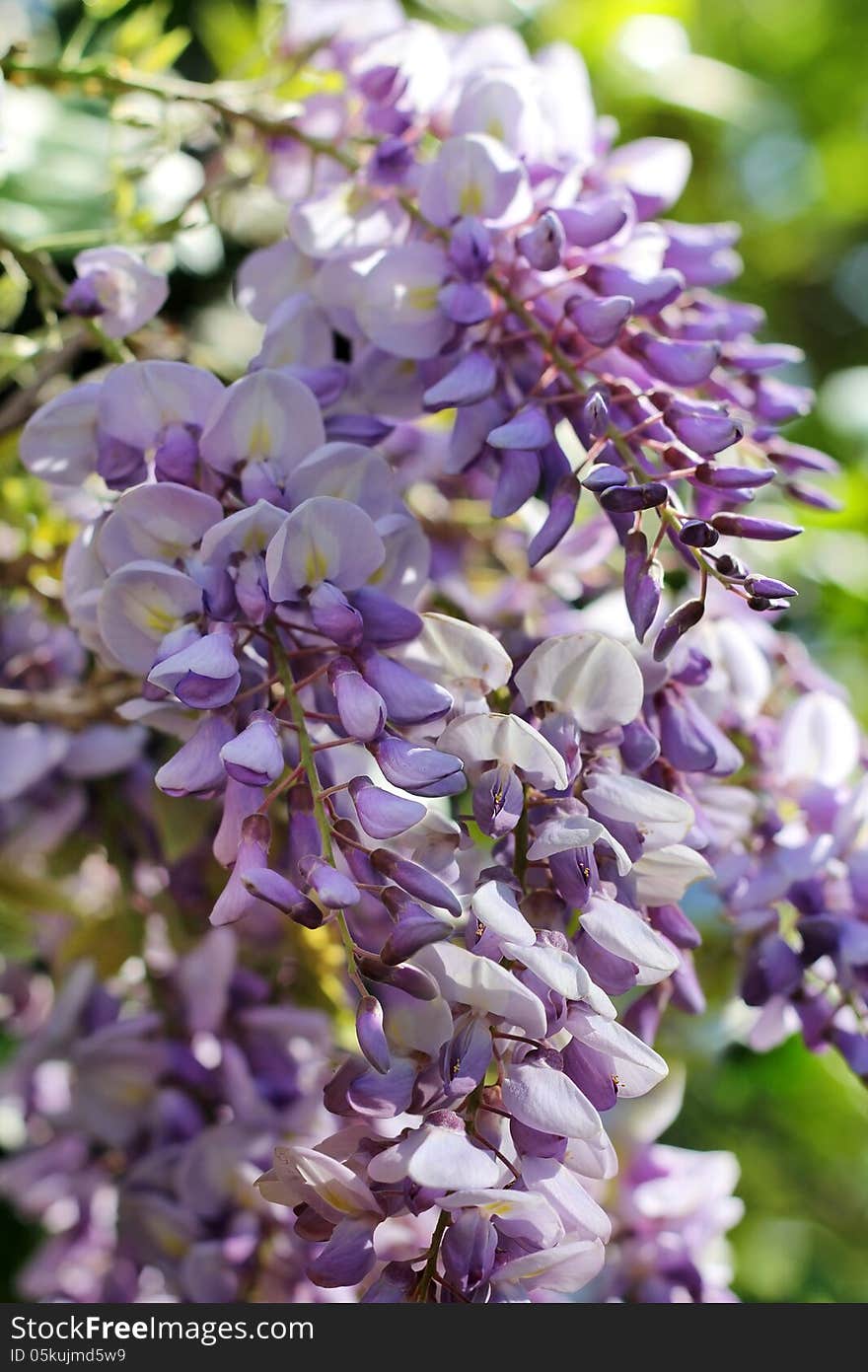 Bright purple flowers of wisteria as a floral background or wallpapers. Bright purple flowers of wisteria as a floral background or wallpapers