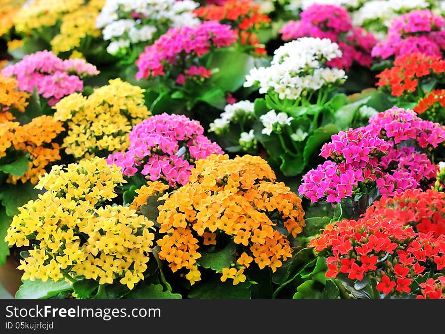 Different colored flowers